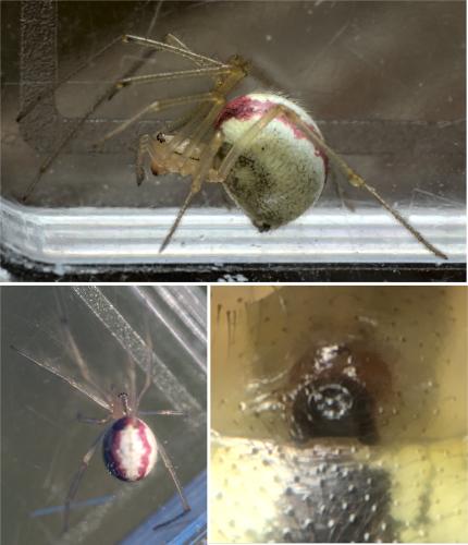 Réf. 289 536 : Enoplognatha latimana