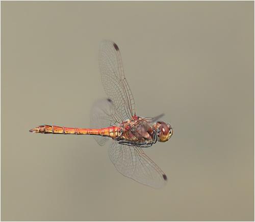 Réf. 289 297 : Sympetrum vulgatum