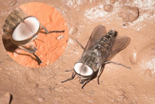 Réf. 289 838 : Tabanus glaucopis