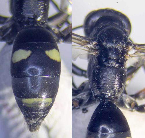 Réf. 289 266 : Cryptocheilus versicolor