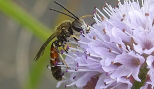 Réf. 289 429 : Lasioglossum calceatum