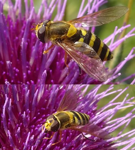 Réf. 289 873 : Syrphus ribesii