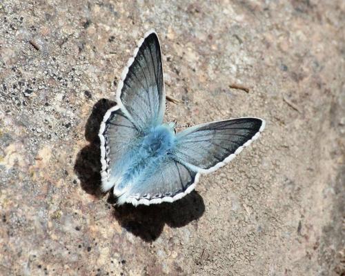 Réf. 289 176 : Polyommatus coridon
