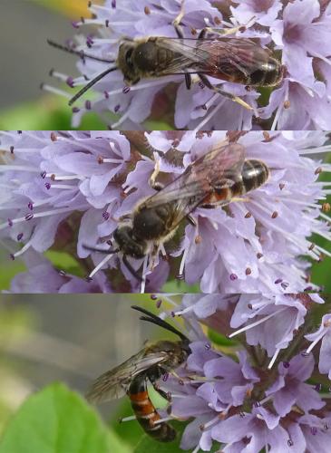 Réf. 289 466 : Lasioglossum calceatum