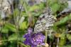 289387 – Photo : florent besson – France (66)