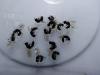 Crossocerus sp.