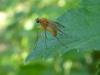 289416 – Photo : Andre Astric – France (68)