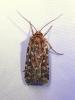 289301 – Photo : Moth-er – France (69)