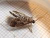 289088 – Photo : Moth-er – France (69)
