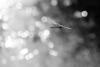 289666 – Photo : Maamar SELLAM – France (28)