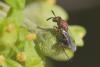 289664 – Photo : Bernard Nogues – France (83)