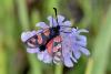 289352 – Photo : Michel Mathieu – France (43)