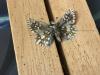 289875 – Photo : Limenitis78 – France (04)