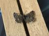 289876 – Photo : Limenitis78 – France (04)