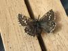 289878 – Photo : Limenitis78 – France (04)