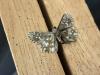 289879 – Photo : Limenitis78 – France (04)