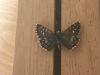 289891 – Photo : Limenitis78 – France (04)