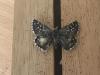 289906 – Photo : Limenitis78 – France (04)