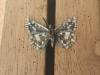 289907 – Photo : Limenitis78 – France (04)