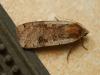 289887 – Photo : michel Aubailly – France (18)