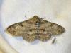 289484 – Photo : Moth-er – France (69)