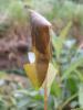 289103 – Photo : Catherine Reymonet-Smitten – France (19)