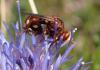 289546 – Photo : Catherine Reymonet-Smitten – France (19)