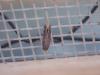 289633 – Photo : Dominique THAUVIN – France (45)