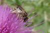 289781 – Photo : nicole lartigau – France (39)