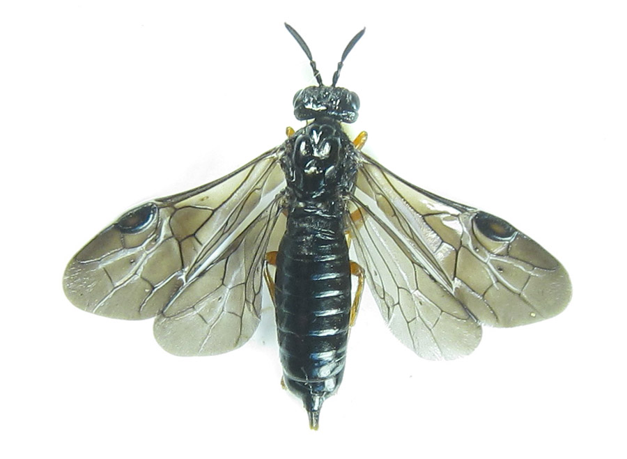 Alexander Boldyrev - Blasticotoma filiceti - réf. 289052 (900 x 659 pixels, 106 ko)