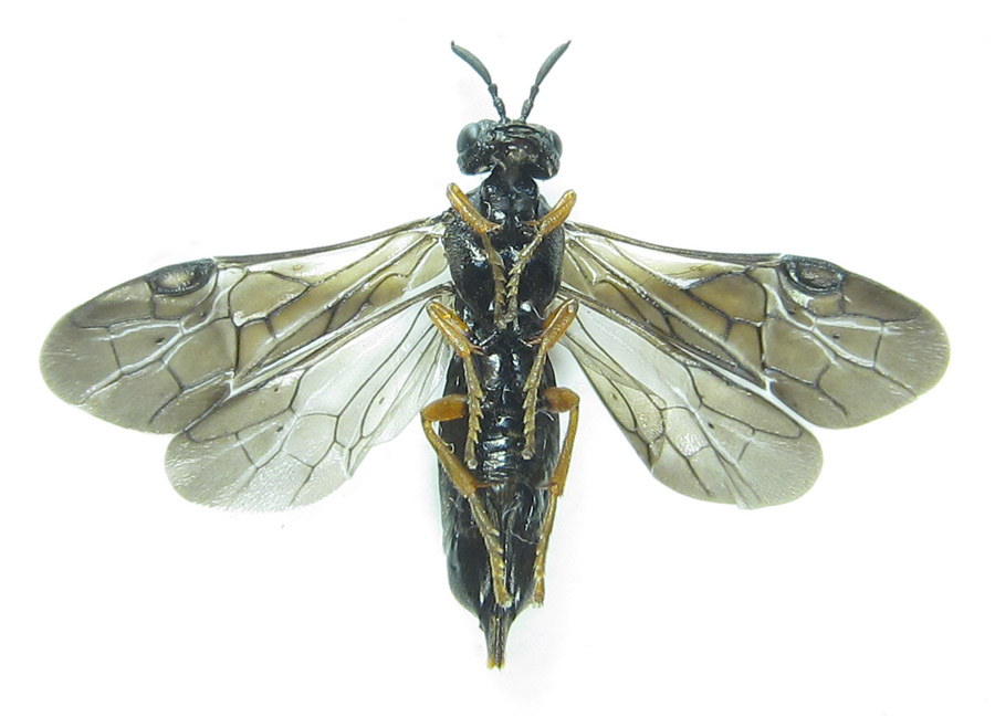 Alexander Boldyrev - Blasticotoma filiceti - réf. 289053 (900 x 659 pixels, 116 ko)