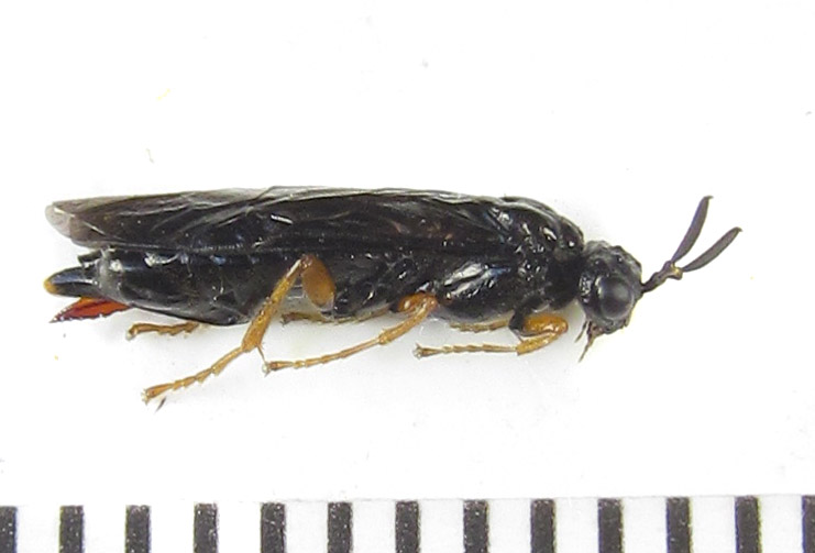 Alexander Boldyrev - Blasticotoma filiceti - réf. 289054 (741 x 503 pixels, 71 ko)