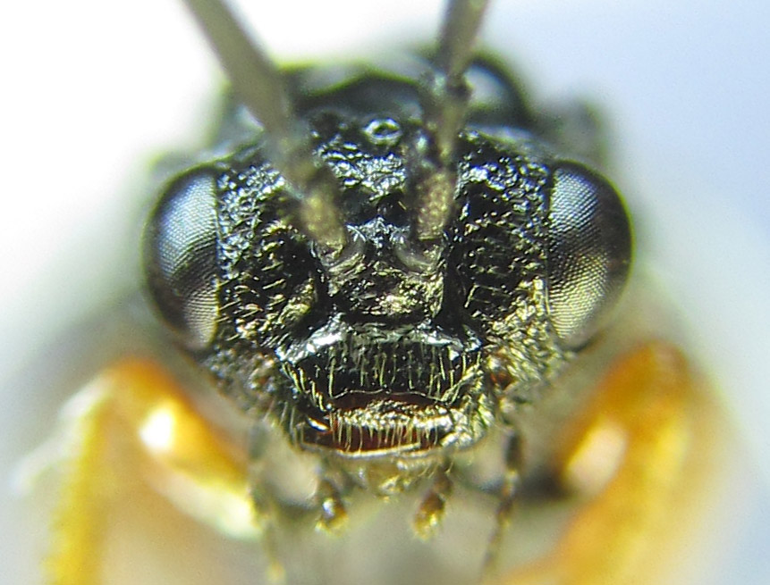 Alexander Boldyrev - Blasticotoma filiceti - réf. 289058 (861 x 655 pixels, 162 ko)