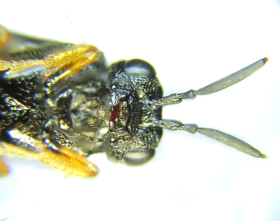 Alexander Boldyrev - Blasticotoma filiceti - réf. 289060 (900 x 711 pixels, 144 ko)