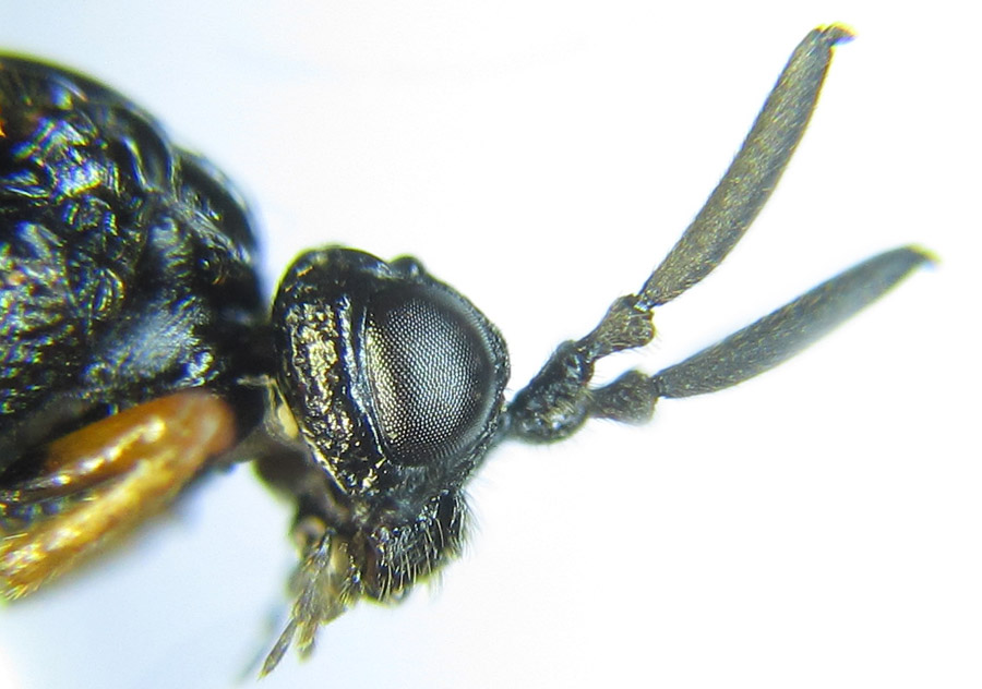 Alexander Boldyrev - Blasticotoma filiceti - réf. 289061 (900 x 632 pixels, 130 ko)