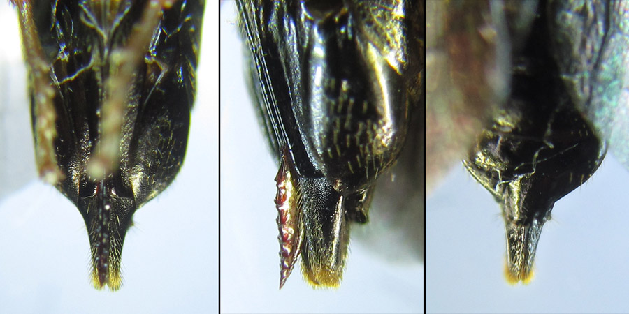 Alexander Boldyrev - Blasticotoma filiceti - réf. 289067 (900 x 450 pixels, 132 ko)
