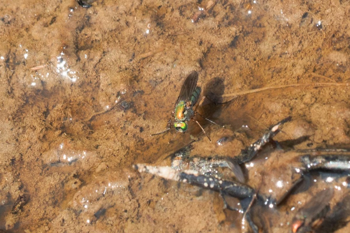 Pierre Duhem - Poecilobothrus nobilitatus - réf. 289954 (1200 x 800 pixels, 212 ko)