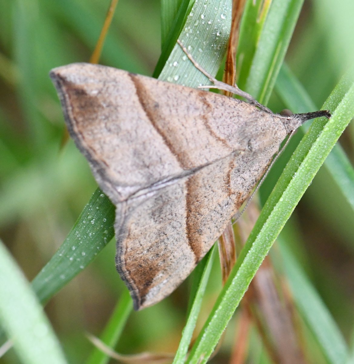 Jean-Michel GAREL - Hypena proboscidalis - réf. 289386 (1169 x 1200 pixels, 196 ko)