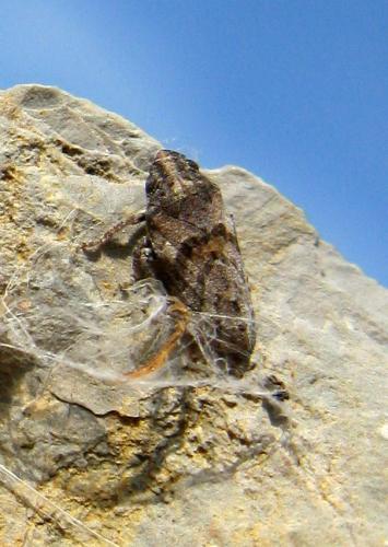 Tettigometra griseola