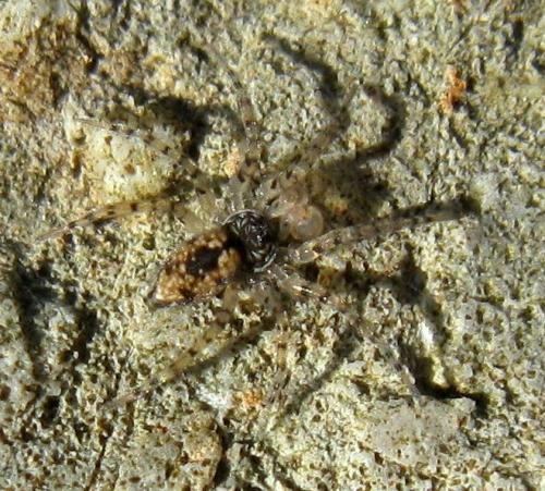 Oecobius sp.