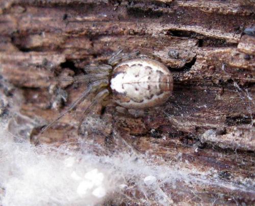 Zygiella sp.