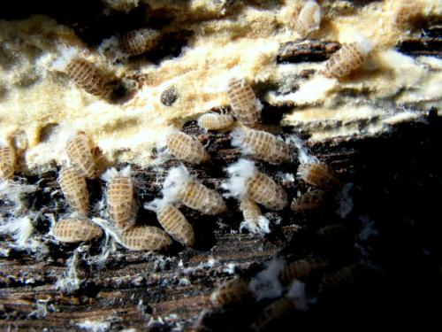 Réf. 29 363 : Cixidia sp.