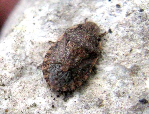 Sciocoris maculatus