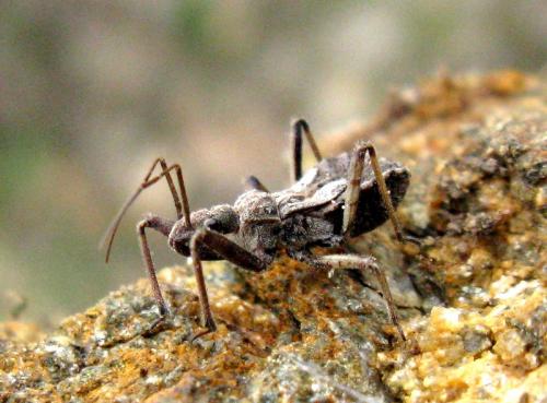 Réf. 29 472 : Coranus sp.