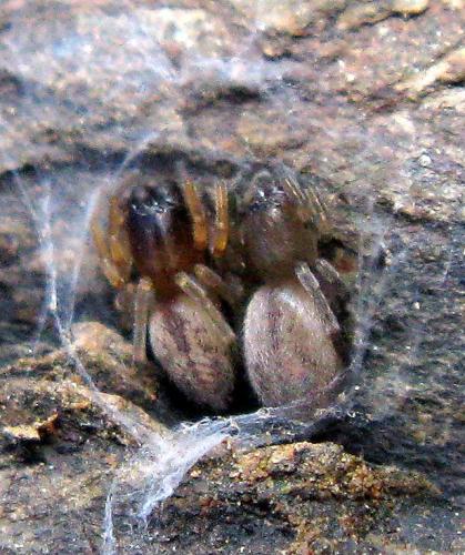 Clubiona sp.