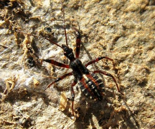 Réf. 29 493 : Rhynocoris sp.