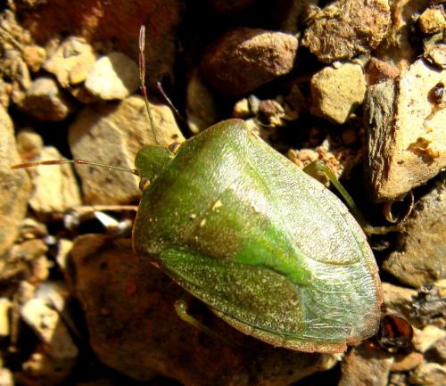 Nezara viridula