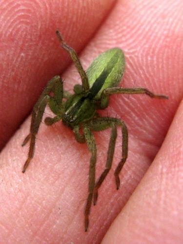 Micrommata sp.
