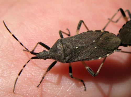 Dicranocephalus agilis