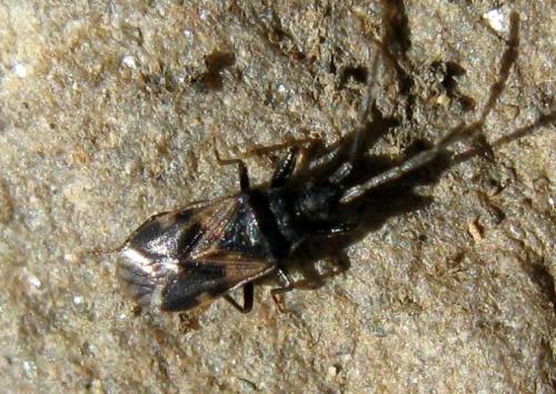 Taphropeltus sp.